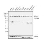 PSMD2 Antibody in Western Blot (WB)