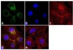 PSMD2 Antibody in Immunocytochemistry (ICC/IF)