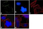 PSMC3 Antibody in Immunocytochemistry (ICC/IF)