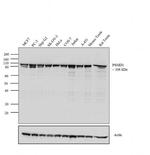 PSMD1 Polyclonal Antibody