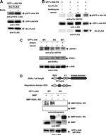 DYKDDDDK Tag Antibody in Western Blot (WB)