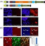 DYKDDDDK Tag Antibody in Immunocytochemistry (ICC/IF)