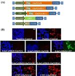 DYKDDDDK Tag Antibody in Immunocytochemistry (ICC/IF)