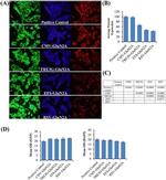 DYKDDDDK Tag Antibody in Immunocytochemistry (ICC/IF)