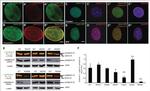 DYKDDDDK Tag Antibody in Western Blot (WB)