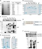 DYKDDDDK Tag Antibody in Western Blot (WB)