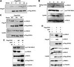 DYKDDDDK Tag Antibody in Western Blot (WB)