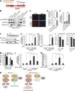 DYKDDDDK Tag Antibody in Immunocytochemistry (ICC/IF)