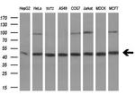 PA2G4 Antibody in Western Blot (WB)