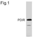 PDIR Antibody in Western Blot (WB)