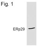 ERP29 Antibody in Western Blot (WB)