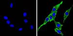 Cyp4a10 Antibody in Immunocytochemistry (ICC/IF)