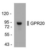 GPR20 Antibody in Western Blot (WB)