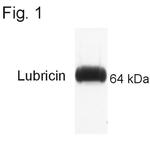 Lubricin Antibody in Western Blot (WB)