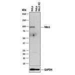 NBS1 Antibody in Western Blot (WB)