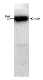 NBS1 Antibody in Western Blot (WB)