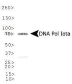 POLI Antibody in Western Blot (WB)