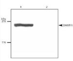 DNMT1 Antibody in Western Blot (WB)