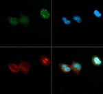 DNMT3A Polyclonal Antibody