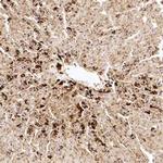 VG5Q Antibody in Immunohistochemistry (Paraffin) (IHC (P))