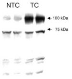 VG5Q Antibody in Western Blot (WB)