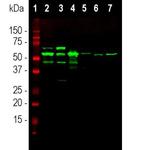 Peripherin Antibody in Western Blot (WB)