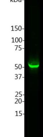 GFAP Antibody in Western Blot (WB)