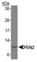 PEN2 Antibody in Western Blot (WB)