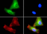 PLTP Polyclonal Antibody