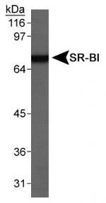 SR-BI Antibody in Western Blot (WB)