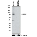 ABCF2 Antibody in Western Blot (WB)