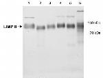 LIMP2 Antibody in Western Blot (WB)