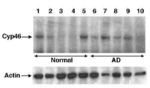 CYP46A1 Antibody in Western Blot (WB)