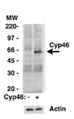 CYP46A1 Antibody in Western Blot (WB)