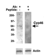 CYP46A1 Antibody in Western Blot (WB)
