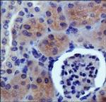 PDZK1 Antibody in Immunohistochemistry (Paraffin) (IHC (P))