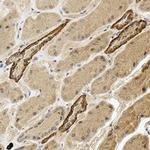 PDZD3 Antibody in Immunohistochemistry (Paraffin) (IHC (P))