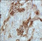 Cathepsin E Antibody in Immunohistochemistry (Paraffin) (IHC (P))