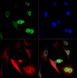 NuMA Antibody in Immunocytochemistry (ICC/IF)