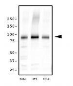KIF2A Antibody in Western Blot (WB)