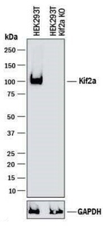 KIF2A Antibody in Western Blot (WB)