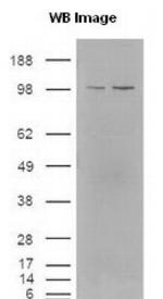 KIF11 Antibody in Western Blot (WB)