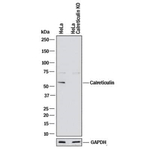 Calreticulin Antibody in Western Blot (WB)