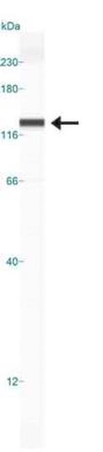 Nucleolin Antibody in Western Blot (WB)