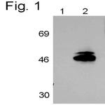 RAR gamma-1 Antibody in Western Blot (WB)