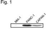 PDX1 Antibody in Western Blot (WB)