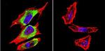 PDX1 Antibody in Immunocytochemistry (ICC/IF)