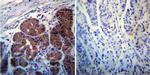 Rab4 Antibody in Immunohistochemistry (Paraffin) (IHC (P))