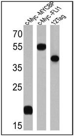 Myc Tag Antibody in Western Blot (WB)
