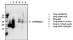 uPAR Polyclonal Antibody